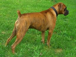 Image result for GOLDEN BRINDLE boxer dogs