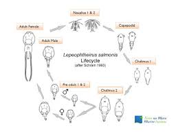 Life Cycle Of The Salmon Louse Marine Institute