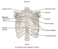 Head (caput costae) neck (collum costae) body, corpus costae; The Thoracic Cage Scientist Cindy