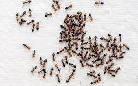 les anti fourmis naturel