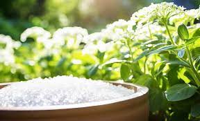 pros and cons of epsom salt for plants