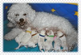 miniature poodle toy poodle maltese dog