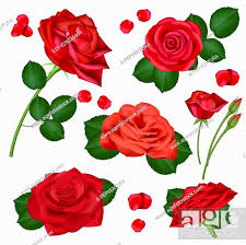 vector realistic red rose flowers on