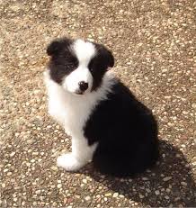 Front view of border collie puppy, sitting and panting. Border Collie Photo Border Collie Puppy Border Collie Puppies Collie Puppies Border Collie Dog