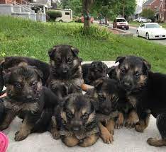 Looking for a puppy or dog in roanoke, virginia ? German Shepherd Puppies For Sale In Roanoke Va Petsidi