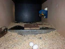hyacinth macaw parrot eggs parrots4homes