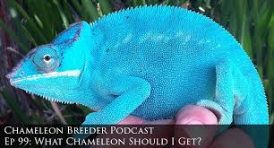 ep 99 what chameleon should i get