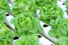What are the disadvantages of hydroponics?