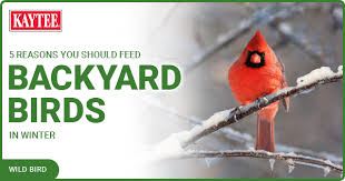 feed backyard birds in winter
