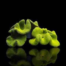 green carpet anemone fillepijnen