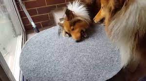dog rubbing face against the carpet