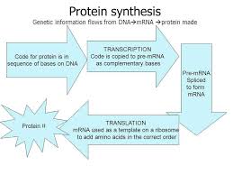 Matter Of Fact Protein Synthesis Flow Chart Worksheet