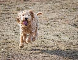 australian labradoodle 9 things to