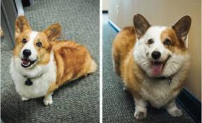Corgi puppies, pembroke welsh corgis, cardigan corgis, and even swedish valhund! Why Some Cpas Bring Their Dogs To The Office