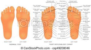 Foot Reflexology Chart