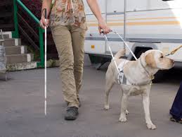 Hotel di Rimini respinge una cliente cieca con cane guida: è polemica -  Secolo d'Italia