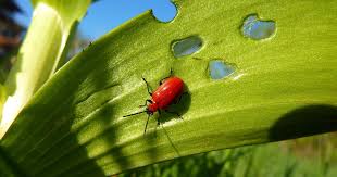 Die entwicklungsdauer der käfer beträgt im durchschnitt zwei jahre. Lilienhahnchen Erkennen Und Bekampfen Mein Schoner Garten