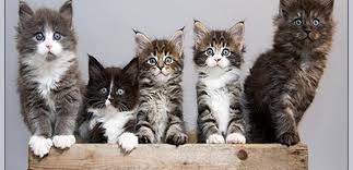 Although there are some behavioral differences between male and female cats as they grow from kittens to. The Maine Coon Litter Size How Many Kittens Can You Expect From A Female Maine Coon Maine Coon Expert