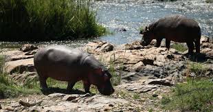 Hippopotamus full movie free download, streaming. The Hunt For Escobar S Hippos Release Date Plot Cast And All You Need To Know About The Smithsonian Channel Docuseries Meaww