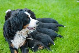 how long are dogs pregnant for