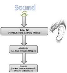 Neuronal Encoding Of Sound Wikipedia