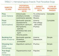 Canine Arthropods Class Insecta Todays Veterinary Practice