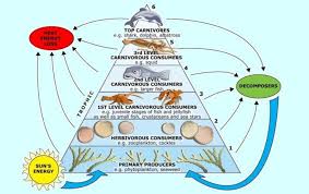 Hancuran bahan organik (detritus) ini kemudian menjadi bahan makanan penting (nutrien) bagi cacing, crustacea, moluska, dan hewan lainnya (nontji, 1993). Macam Macam Piramida Makanan Pengertian Contohnya Lengkap