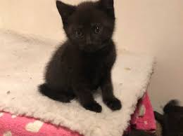 Find a bombay cat on gumtree, the #1 site for cats & kittens for sale classifieds ads in the uk. Bombay Cats And Kittens Uk Find Kittens And Cats At Freeads Uk S 1 Classified Ads