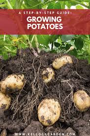 However, if you plan and do things properly from the beginning, you can have a good harvest. Best Ways To Plant Potatoes In A Garden Planting Potatoes Potato Gardening Harvesting Potatoes