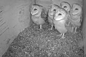 Barn Owl Humane Wildlife Control Inc