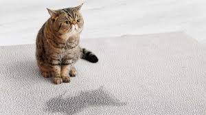 stop cats from ing on the carpet