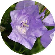 Uploaded at march 31, 2016. 62 Types Of Purple Flowers Proflowers Blog