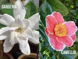 gardenia vs camellia diffe or