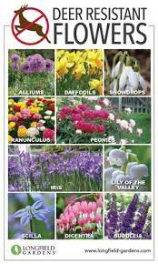 However, deer are just like any other animal that will devour the remember, although there is a popular notion that deer do not prefer strongly scented flowers, it does not necessarily mean all your intense scented. 40 Deer Resistant Bulbs Ideas Longfield Gardens Plants Bulb Flowers