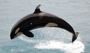 Orcas - Wild Animals News & Facts