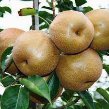 Seckel is not a true fireblight resistant pear, it isn't tolerant either. Buy Pear Trees For Deer The Wildlife Group