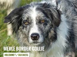 The dog has either a blue, chocolate or lilac base coat with darker and lighter patches on the coat. How To Breed Border Collies History Best Practices Health