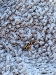 towel are carpet beetle larvae
