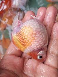 type goldfish chef goldfish pearl a