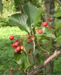 korean mountain ash alder leafed