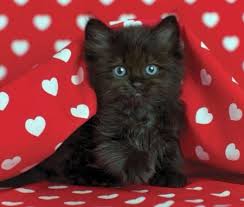 Top 20 cute kittens and cats hugs. Valentine Kitten Cats Animals Background Wallpapers On Desktop Nexus Image 2349819