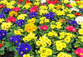 bedding plants in the running for