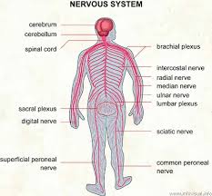 Here are some key points about the central nervous system. Nervous System 2nd Period Group 7 Tennis