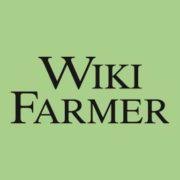 Olive Tree Propagation And Pollination Wikifarmer