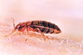 what kills bed bugs instantly most
