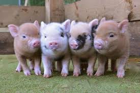 Image result for mini pigs
