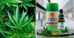 Been using cbdistillerys disposables and i like them. Ganja Is Illegal In Malaysia But Cbd Oils Are Being Sold Online What S The Difference