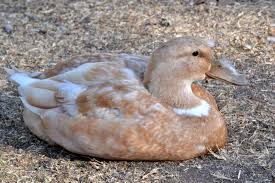 However, they're not for everyone and as would let's face it fuzzy little ducklings are adorably cute. Great Backyard Duck Breeds The Cape Coop