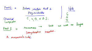 proteins nucleic acids
