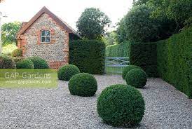 Buxus Sempervirens Stock Photo By